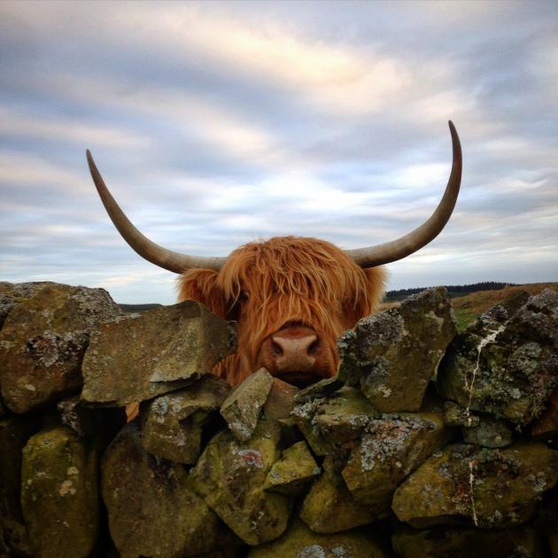 Highland cow peaking over wall