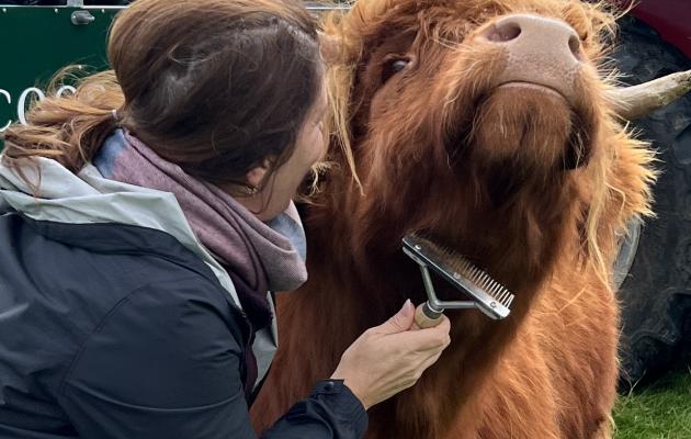 Woman grooming a highland cow