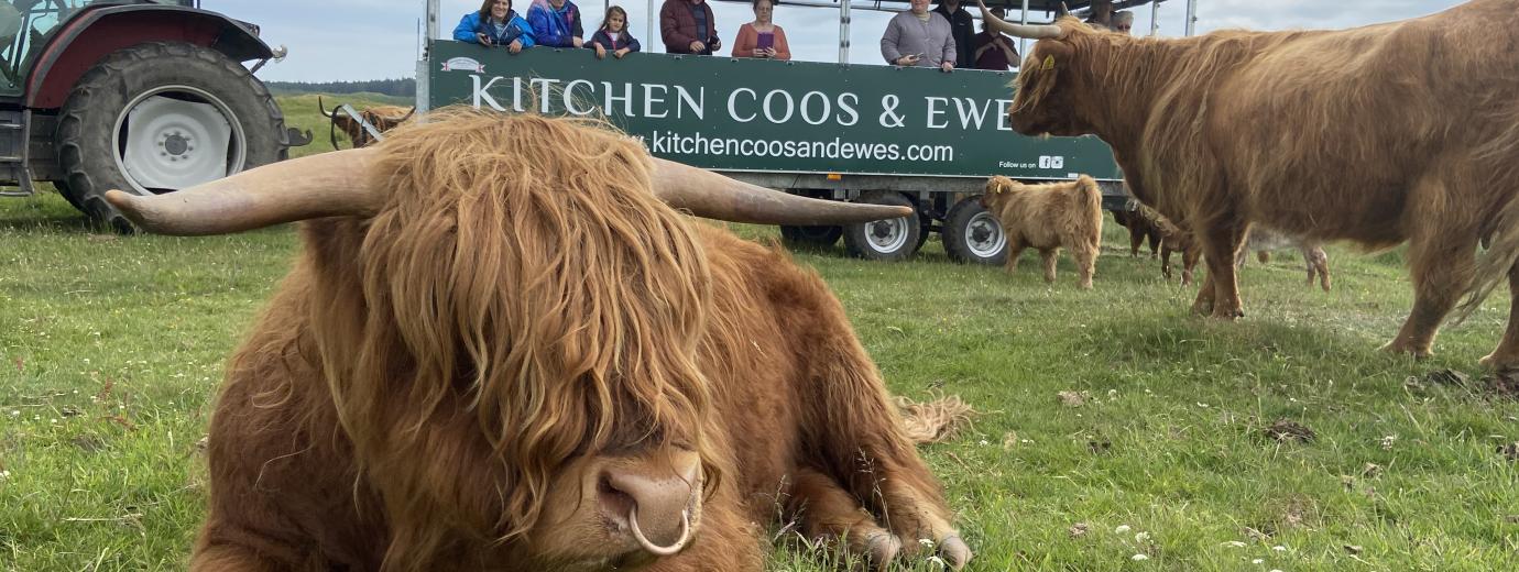 16+ Highland Cows Colorado