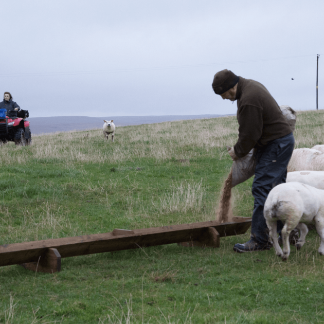 Feeding the sheep