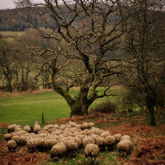 Flock of Beltex sheep