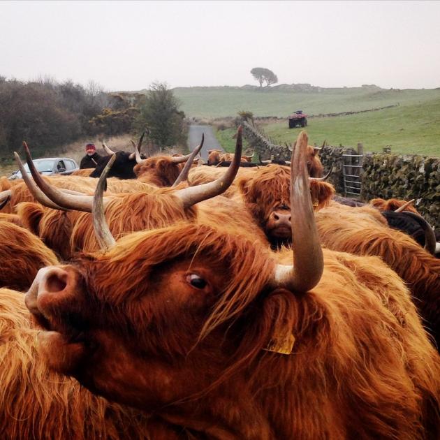 Herd of highland cattle