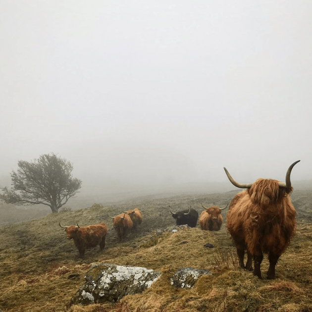 Highland cows in mist