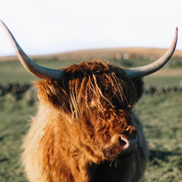 Highland coo