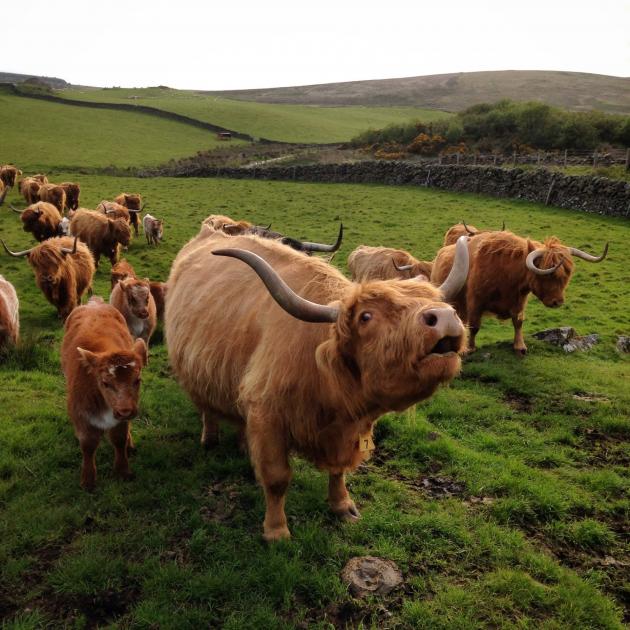 Highland cow and calf