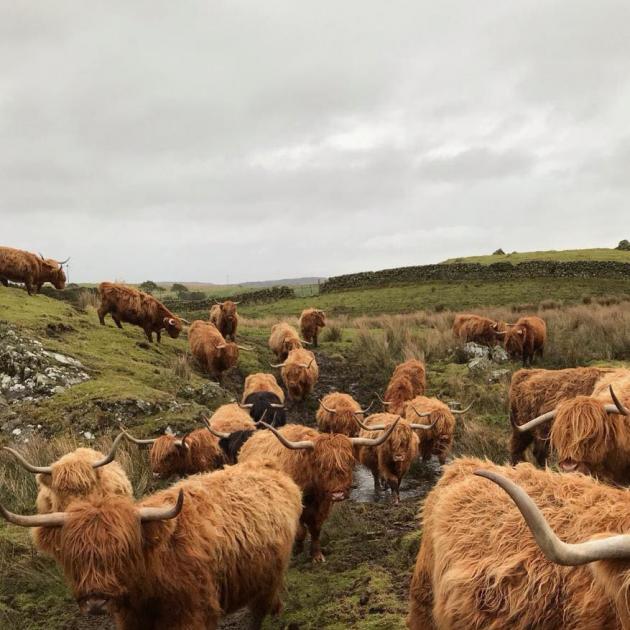 Highland cows