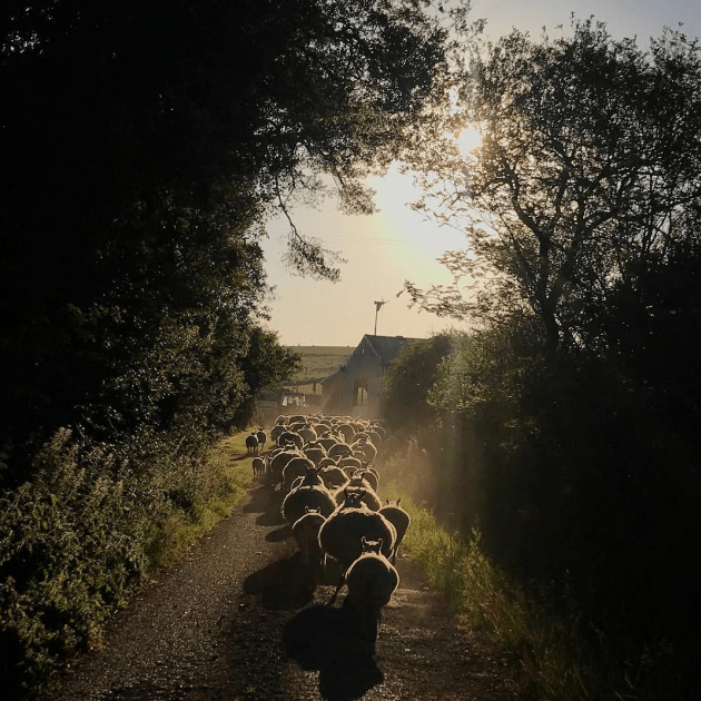 Sheep silhouetted